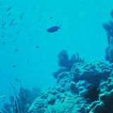 Reef