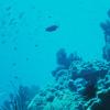 Reef
